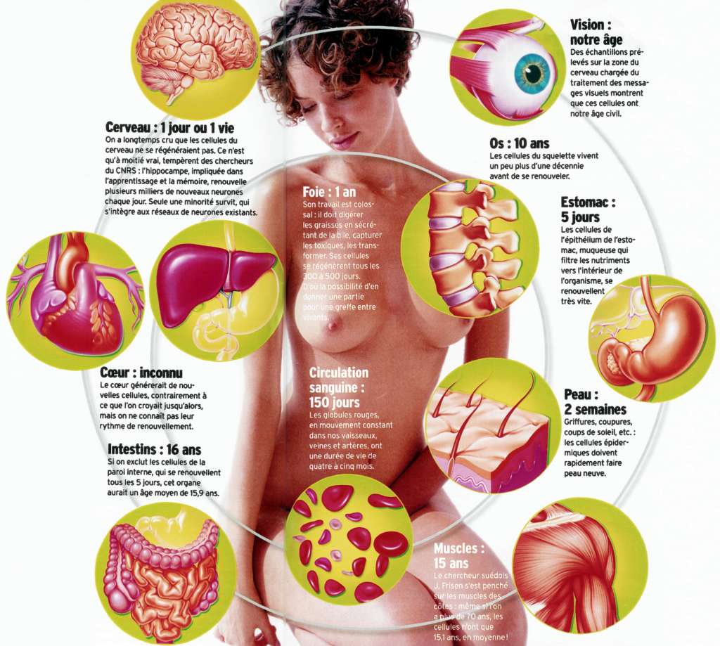 Anatomie organique