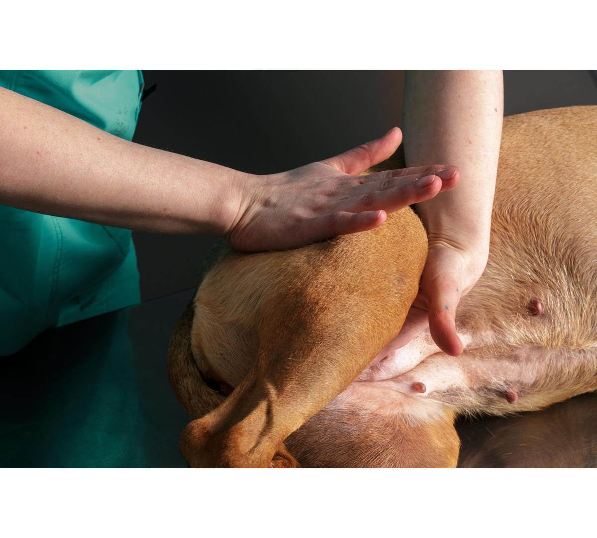 Massage Reboutologie Animale